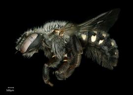   Anthidium atripoides nbsp;female lateral habitus, photo: Chelsey Ritner 
