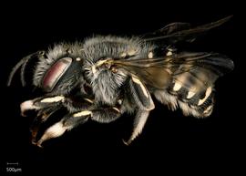   Anthidium atrifrons nbsp;female lateral habitus, photo: Tevan Brady 
