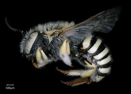   Anthidium rodecki nbsp;female lateral habitus, photo: Chelsey Ritner 
