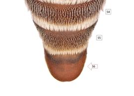   Dioxys productus  female broad S6, photo: C. Ritner 
