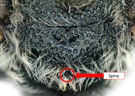  Dioxys productus  male metanotum with median spine, photo: C. Ritner 
