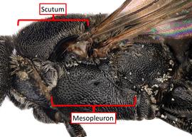   Chelostoma phaceliae  female mesopleuron longer than scutum, photo: C. Ritner 
