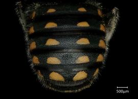   Anthidium maculosum nbsp;female abdomen, photo: Jeni Sidwell 
