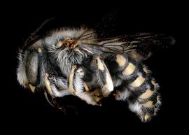   Anthidium cockerelli  male lateral habitus, photo: Tevan Brady 
