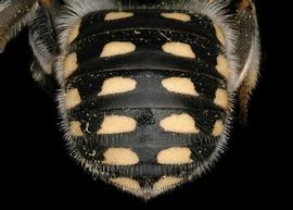   Anthidium cockerelli  female abdomen, photo: Tevan Brady 
