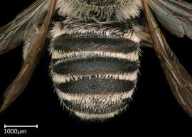   Megachile rotundata  male abdomen, photo: Colleen Meidt 
