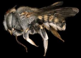   Anthidium cockerelli  female lateral habitus, photo: Tevan Brady 
