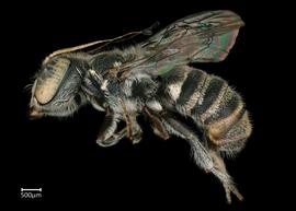   Hackeriapis sp.nbsp; male lateral habitus, photo: Colleen Meidt 
