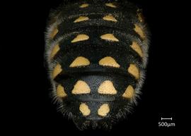   Anthidium maculosum nbsp;male abdomen, photo: Jeni Sidwell
