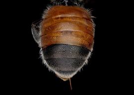   Osmia andrenoides  female abdomen, photo: Chelsey Ritner
