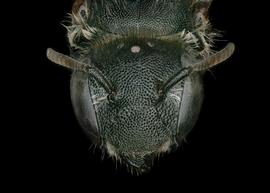   Osmia andrenoides  female face, photo: Chelsey Ritner 
