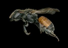   Osmia andrenoides  female lateral habitus, photo: Chelsey Ritner 
