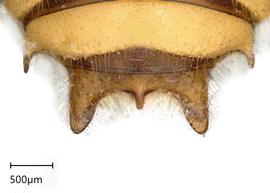   Anthidium edwardsii nbsp;male, dorsal view of seventh tergum (T7), photo: Tevan Brady 
