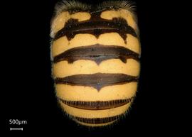   Anthidium edwardsii nbsp;male abdomen, photo: Tevan Brady 

