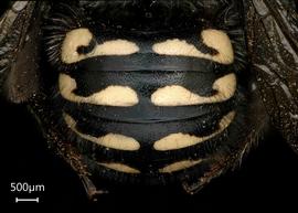   Anthidium atripes nbsp;female abdomen, photo: Tevan Brady 
