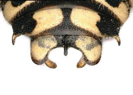   Anthidium cockerelli  male, dorsal view of seventh tergum (T7), photo: Tevan Brady 
