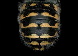   Anthidium dammersi  male abdomen, photo: Tevan Brady 
