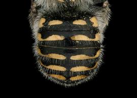   Anthidium dammersi  female abdomen, photo: Tevan Brady 
