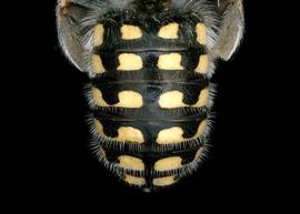   Anthidium cockerelli  male abdomen, photo: Tevan Brady 
