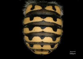   Anthidium pallidiclypeum nbsp;male abdomen, photo: Jeni Sidwell 
