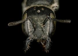   Chelostoma californicum  female abdomen, photo: C. Ritner 
