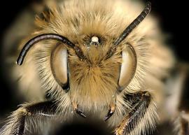   Neofidelia profuga  male face, photo: C. Ritner 
