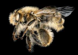   Neofidelia profuga  male lateral habitus, photo: C. Ritner 
