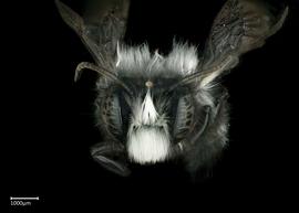   Megachile sauleyi  male face, photo: Brooke Bagot 
