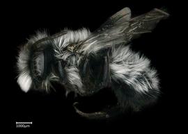   Megachile sauleyi  male lateral habitus, photo: Brooke Bagot 
