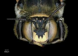   Anthidium rodriguezi nbsp;male face, photo: Chelsey Ritner 
