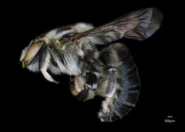   Anthidium rodriguezi nbsp;male lateral habitus, photo: Jeni Sidwell 
