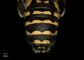   Anthidium quetzalcoatli nbsp;male abdomen, photo: Tevan Brady 
