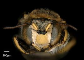   Anthidium quetzalcoatli nbsp;male face, photo: Tevan Brady 

