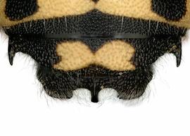   Anthidium quetzalcoatli  male, dorsal view of seventh tergum (T7), photo: Jeni Sidwell 
