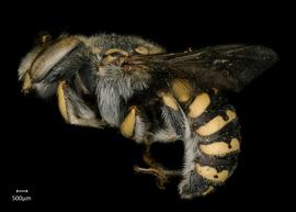   Anthidium quetzalcoatli nbsp;male lateral habitus, photo:Tevan Brady 
