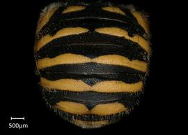   Anthidium quetzalcoatli nbsp;female abdomen, photo: Tevan Brady 
