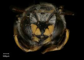   Anthidium quetzalcoatli nbsp;female face, photo: Tevan Brady 

