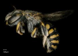   Anthidium quetzalcoatli nbsp;female lateral habitus, photo: Tevan Brady 
