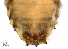   Anthidium florentinum nbsp;male sterna. Photo: Chelsey Ritner 
