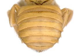   Anthidium (Gulanthidum)  sp. female abdomen, photo: C. Ritner 
