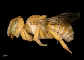   Anthidium unicum  female lateral habitus, photo: Chelsey Ritner 
