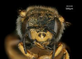   Anthidium oblongatum  female face, photo: Chelsey Ritner 
