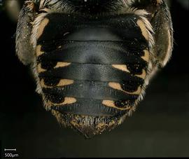   Anthidium niveocinctum  female abdomen, photo: Chelsey Ritner 
