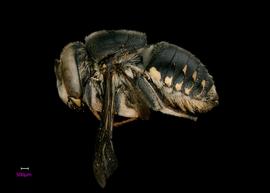   Anthidium niveocinctum  female lateral habitus, photo: Chelsey Ritner 
