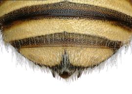   Afranthidium folliculosum  female T6 apical margin denticulate, photo: C. Ritner 
