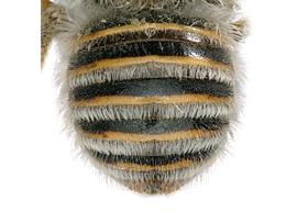   Afranthidium tergoangulatum  female hairbands complete, photo: C. Ritner 
