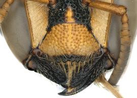   Epanthidium bertonii  female clypeus, photo: C. Ritner 
