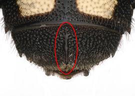   Epanthidium bertonii  female T6 with impunctate median ridge and lateral spines, photo: C. Ritner 
