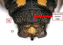   Epanthidium joergenseni  male T6 with impunctate median ridge, photo: C. Ritner 
