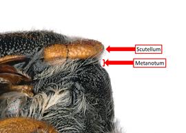   Epanthidium sanguineum  female scutellum, photo: C. Ritner 
